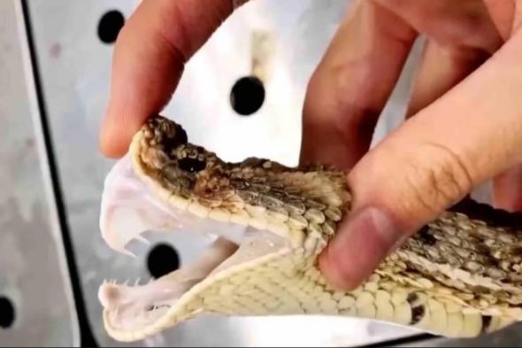 صيني
يفقد
إبهامه
بسبب
لدغة
ثعبانه
الأليف