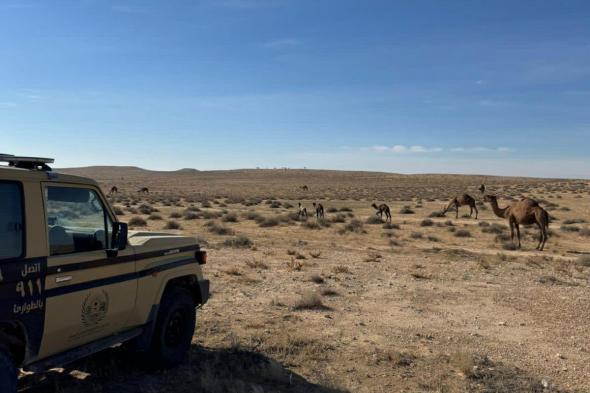 ضبط
مواطن
رعى
30
متنًا
من
الإبل
في
محمية
الملك
عبدالعزيز