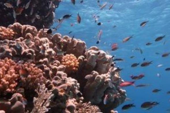 خبير
باليونسكو:
2026
يشهد
انطلاقة
جديدة
لتوسيع
شبكة
المحميات
بمصر