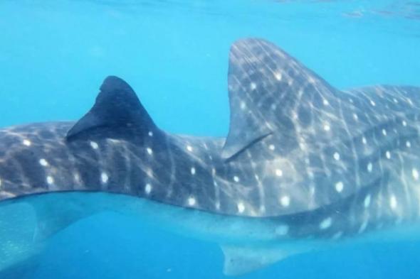 رصد
قرش
حوت
يعاني
تشوّهاً
شديداً
في
العمود
الفقري