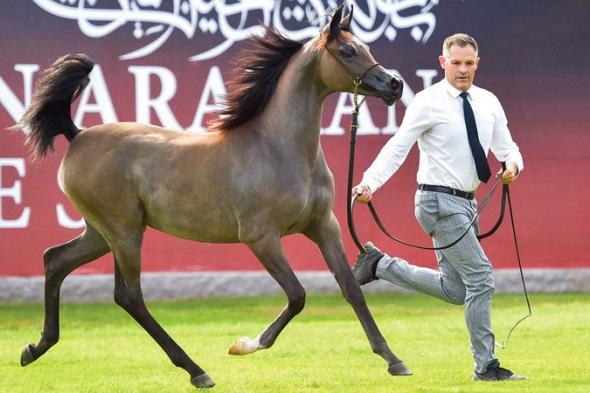 بطولة عجمان لجمال الخيل العربية تنطلق اليوم