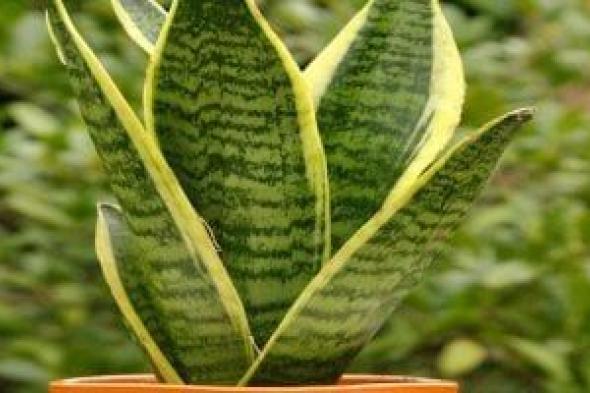 زراعة
نبات
اللبلاب
أبرزها..
6
حلول
بيئية
للتعامل
مع
نوبات
تلوث
الهواء