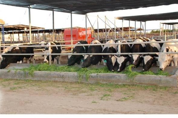 طالب
      مصري
      يحوّل
      مخلفات
      الحيوانات
      إلى
      غاز