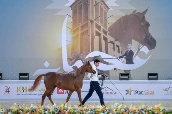 منافسات
      قوية
      في
      اليوم
      الأول
      من
      بطولة
      عجمان
      لجمال
      الخيل
      العربية