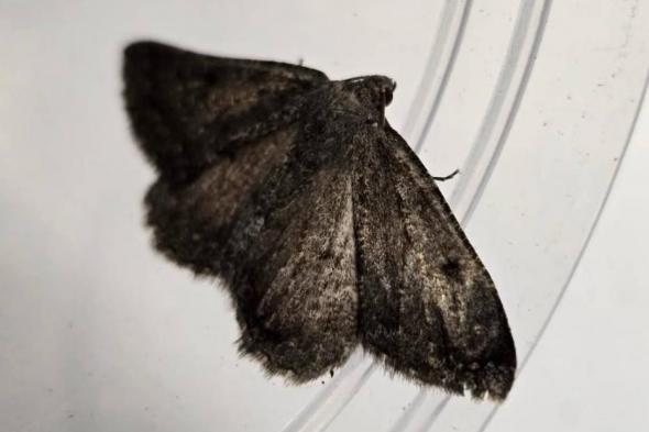 اكتشاف
      7
      أنواع
      نادرة
      من
      الطيور
      والحشرات
      والنباتات
      بإسكتلندا