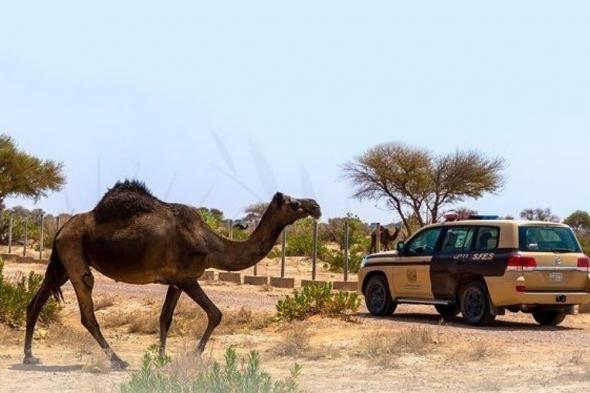 ضبط
    مواطنًا
    مخالفًا
    لنظام
    البيئة
    لارتكابه
    مخالفة
    رعي
    في
    محمية
    الملك
    عبدالعزيز
    الملكية