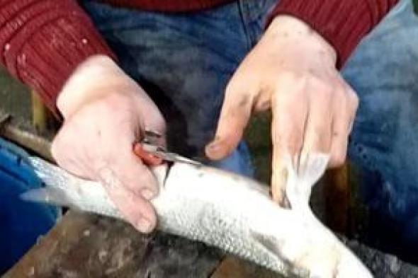 موسم
أسماك
البطارخ
فى
دمياط..
رواج
بالصيد
والأسواق
وحرفة
متوارثة..
صور