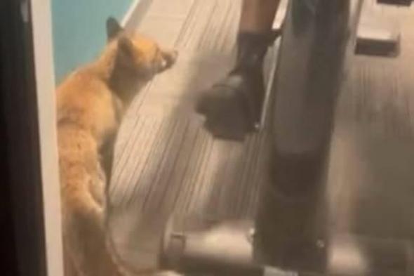 ثعلب
      في
      صالة
      ألعاب
      رياضية
      بلندن