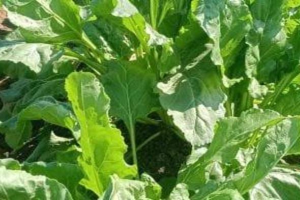 زراعة
59
ألف
فدان
من
محصول
بنجر
السكر
بغيطان
الشرقية