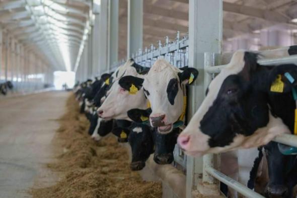 ضمن
مهرجان
الثروة
الحيوانية..
فعالية
الأبقار
والدواجن
تنطلق
اليوم