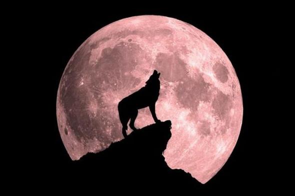 قمر
    الذئب..
    أول
    قمر
    عملاق
    في
    سماء
    المملكة
    لعام
    2026
    الليلة