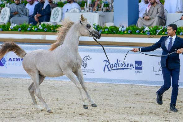 نخبة الأفراس والأمهار تتألق في اليوم الثاني لبطولة عجمان لجمال الخيل العربية