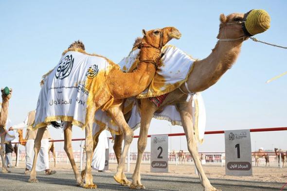 «الظفرة» يتوِّج فائزين بمزاينة الإبل