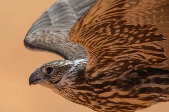 بيع
    صقر
    بـ30
    ألف
    ريال
    بعد
    حصده
    جائزة
    بـ120
    ألفًا
    في
    مهرجان
    الملك
    عبدالعزيز
    للصقور
    2025