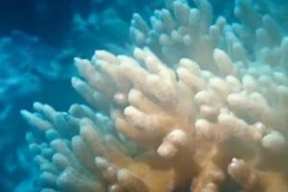 اعرف
مفهوم
"عنق
الزجاجة"
الحراري
للشعاب
المرجانية
بمصر
×
5
معلومات