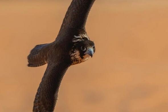 اليوم..
    انطلاق
    مسابقة
    المزاين
    بمهرجان
    الملك
    عبدالعزيز
    للصقور
    2025