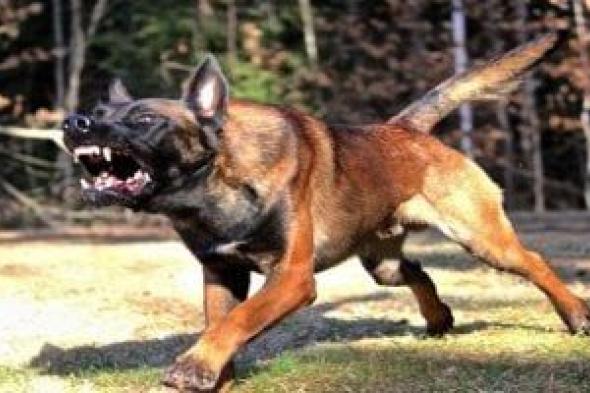 كشف
ملابسات
فيديو
يظهر
ترهيب
شخص
بكلب
فى
القليوبية