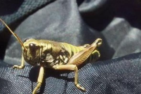 وزارة
الزراعة
تشن
حملات
مكثفة
لمكافحة
الآفات
بمحافظات
الصعيد
والبحر
الأحمر