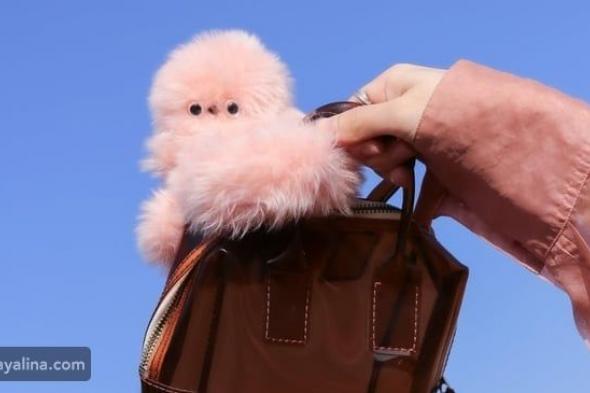 ميرومي إكسسوار الحقيبة الذكي الجديد يهدد عرش لابوبو