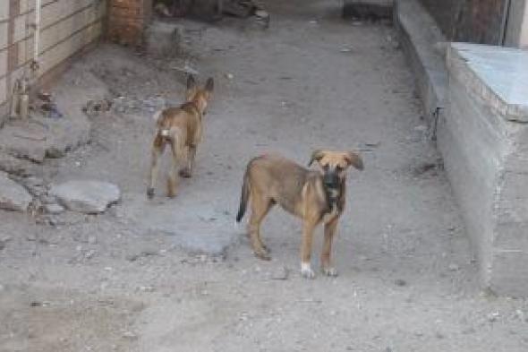 سجلات
ورقية
وإلكترونية
ببيانات
الكلاب
وتطعيمها..
ضوابط
وضعها
القانون