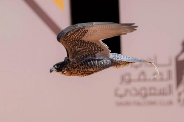 تتويج
    12
    محترفًا
    دوليًّا
    بكؤوس
    الملك
    عبدالعزيز
    في
    مهرجان
    الصقور
    2025