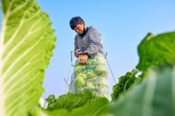 بداية
الفصل
الشمسي
فى
الصين..
ازدهار
الحقول
بالمحاصيل