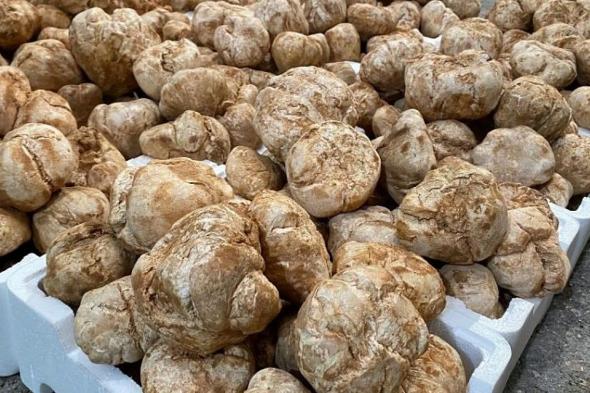 أمانة
    القصيم
    تطلق
    مهرجان
    الفقع
    بنسخته
    الخامسة
    الخميس
    المقبل