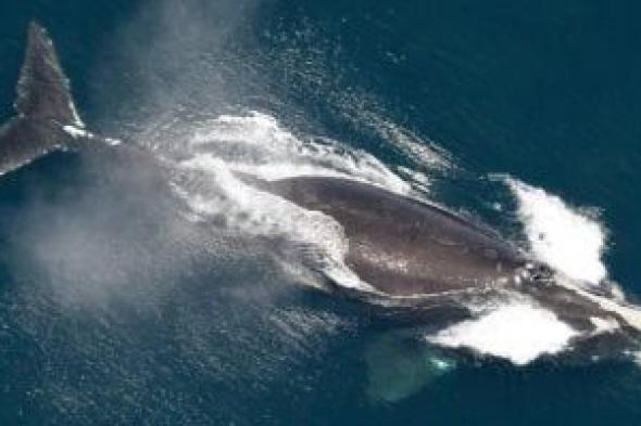 مواليد
قليلة
تنقذ
مؤقتًا
أندر
حيتان
العالم..
وخطر
الانقراض
لا
يزال
قائمًا