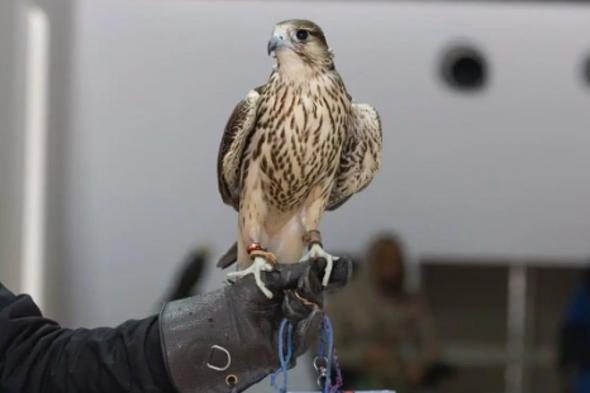 تتويج
    نخبة
    المحليين
    في
    12
    كأسًا
    بمهرجان
    الملك
    عبدالعزيز
    للصقور
    2025