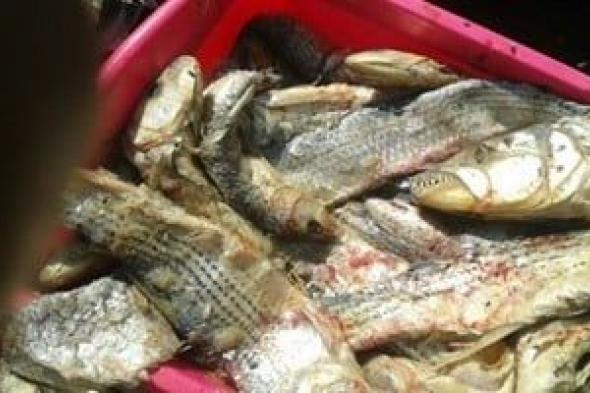 حبس
بائع
فسيخ
فاسد
تسبب
في
وفاة
شخص
وإصابة
2
من
أبنائه
فى
الدقهلية