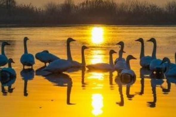 مشاهد
طبيعية
تأسر
العين..
بحيرات
الصين
مهبط
الطيور
المهاجرة
من
أوروبا