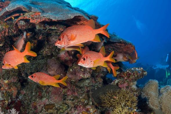 دراسة
    بحثية
    في
    «كاوست»
    تؤكد
    أهمية
    استعادة
    تجمعات
    أسماك
    الشعاب
    المرجانية
    في
    توفير
    الغذاء
    لملايين
    البشر