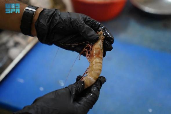 أكثر
    من
    40
    ألف
    حملة
    رقابية
    على
    أسواق
    النفع
    العام
    بجازان
    خلال
    2025