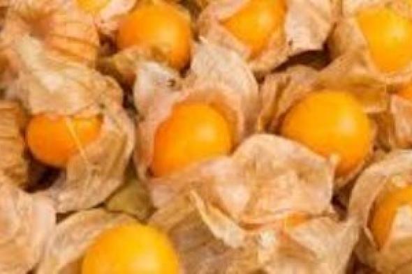 الحجر
الزراعى:
تصدير
18.7
طن
«حرنكش»
لـ
13
دولة
عربية
وأوروبية
وآسيوية