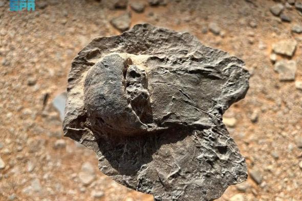 اكتشاف
    علمي
    في
    العلا
    لأحافير
    نادرة
    تعود
    إلى
    465
    مليون
    سنة