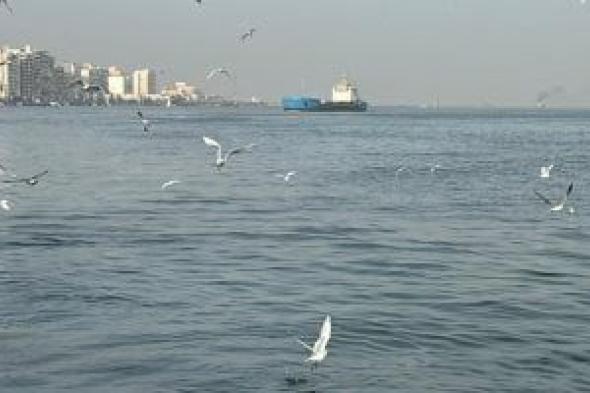 النورس
بالمئات
فوق
الرؤوس..
أجمل
مشاهد
بورسعيد
بفصل
الشتاء
..
فيديو
وصور