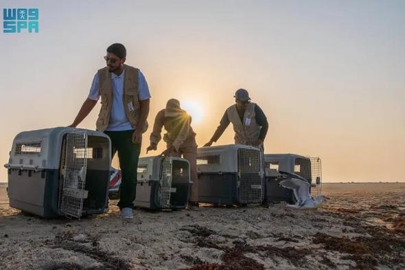 مركز
    الحياة
    الفطرية
    يطلق
    63
    طائرًا
    بحريًا
    في
    كورنيش
    جدة