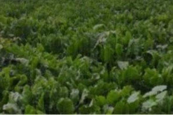 إنتاج
الفدان
30
طن..
بنجر
السكر
محصول
يساهم
فى
توفير
فرص
عمل
بالشرقية