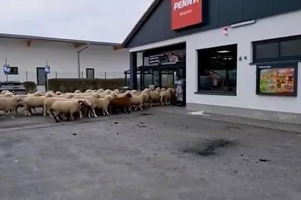 قطيع
      من
      الخراف
      يقتحم
      متجراً
      في
      ألمانيا