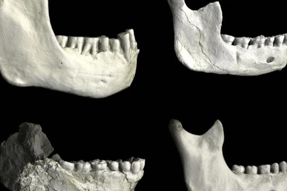 العثور على عظام وأسنان بشرية في المغرب عمرها 770 ألف سنة