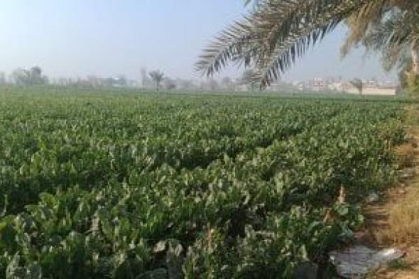 طوبة
يطرق
الأبواب
بـ«زعابيب"
وأمطار
غزيرة..
تحذيرات
عاجلة
لحماية
المحاصيل