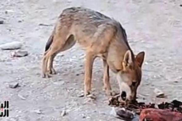 ذئاب
الجبل..
رحلة
اليوم
السابع
فى
قلب
صحراء
قنا