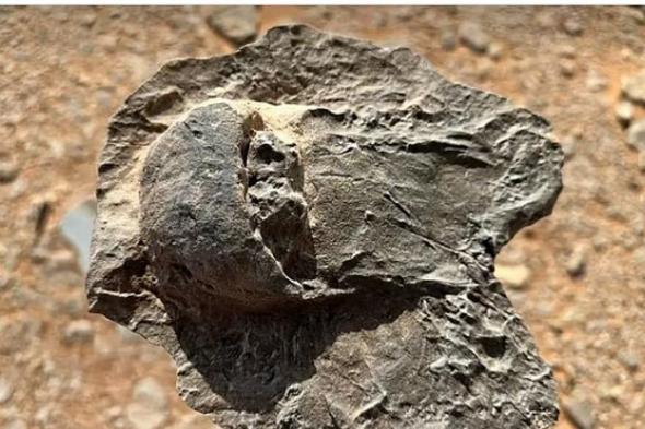 متحدث
    «ملكية
    العلا»:
    اكتشاف
    أحافير
    نادرة
    في
    المحافظة
    يعكس
    عمق
    التاريخ
    الطبيعي
    للمنطقة