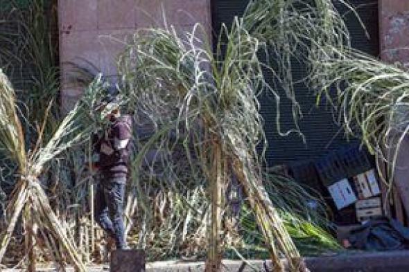 تحتفل
به
الكنيسة
19
يناير..
سر
تناول
الأقباط
القصب
والقلقاس
في
عيد
الغطاس