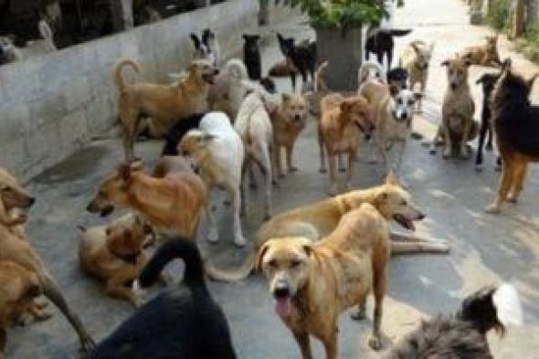 بعد
حالات
عقر..
أرقام
رسمية
للإبلاغ
عن
الكلاب
الضالة
فى
الجيزة