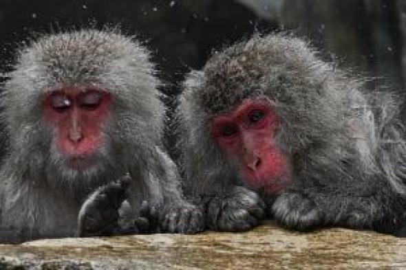 مغامرات
قرود
الثلج
فى
اليابان