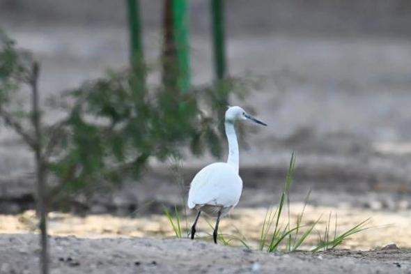 «وادي
    قناة»
    بالمدينة
    المنورة
    يوفّر
    موطنًا
    لاستدامة
    الحياة
    الفطرية