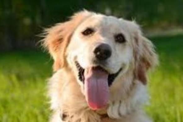 كيف
تتحول
دماء
الكلاب
إلى
طوق
نجاة
في
الحالات
الحرجة؟