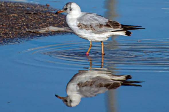 رصد
    «نورس
    أسود
    الرأس»
    في
    سماء
    الحدود
    الشمالية