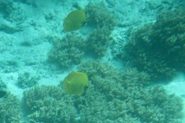 "إنفوجراف"
تكنولوجيا
الحماية
محمية
الحيد
المرجانى
العظيم